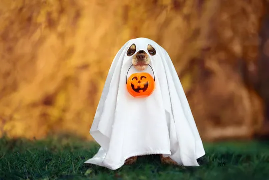 Un perro fantasma