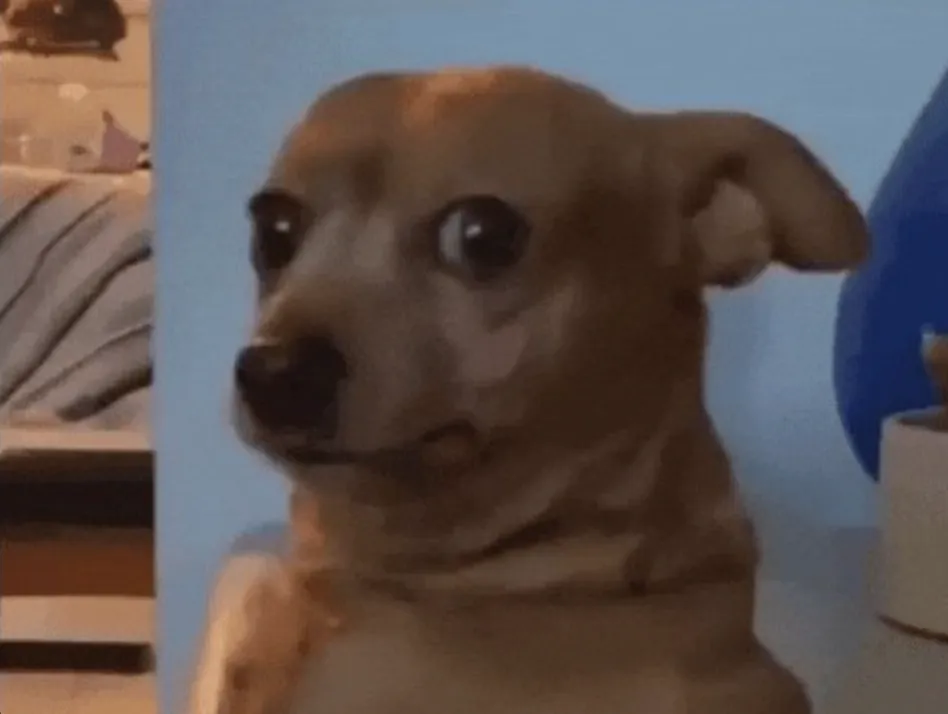 A dog with a suspicious look