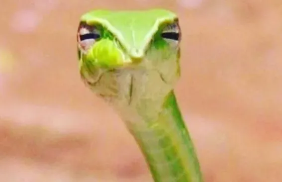A lizard with a suspicious look