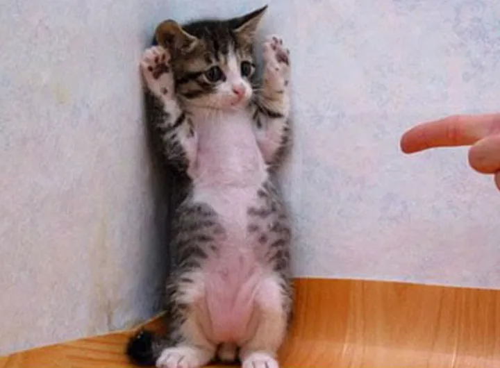 A cat against a wall