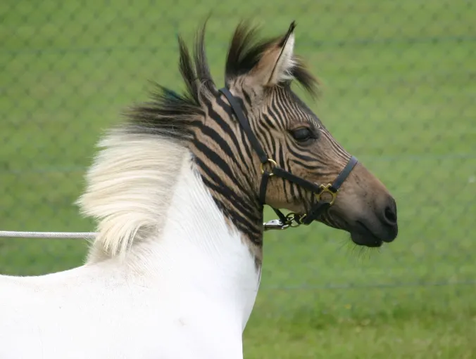 Un híbrido cebra-caballo