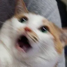 A frightened cat