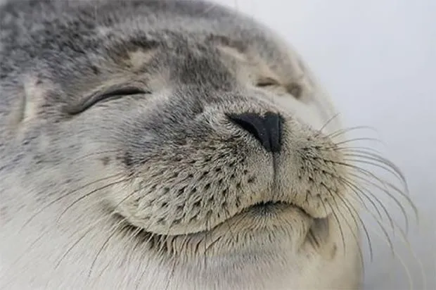 A picture of a happy seal