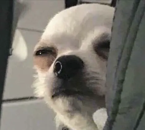 Un chihuahua desconfiado