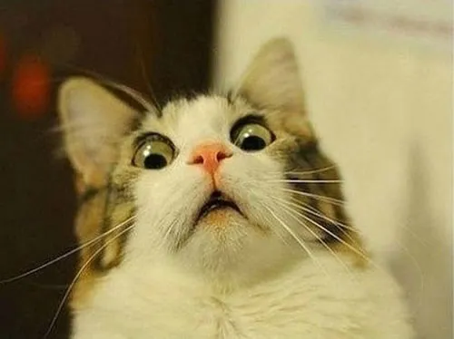 Un gato impactado