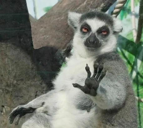 Un lémur levantando una mano en un gesto de 'detente'