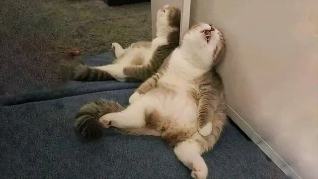 Imagen de un gato exhausto