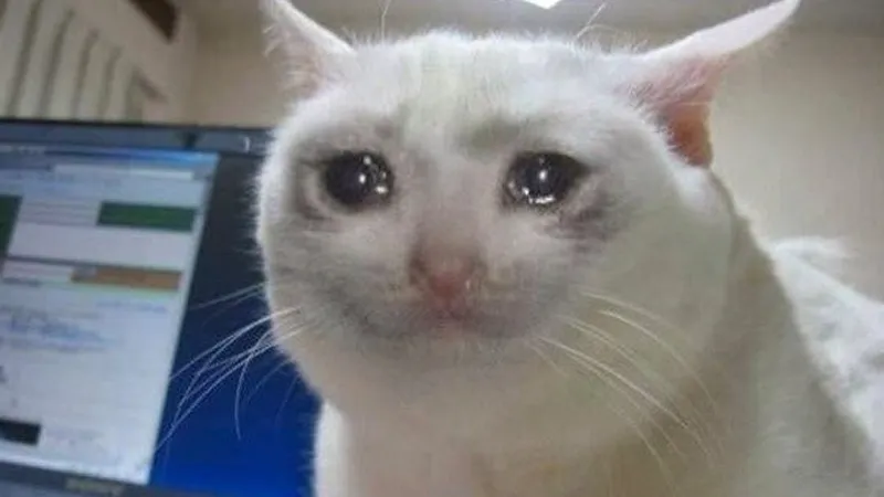Cat crying