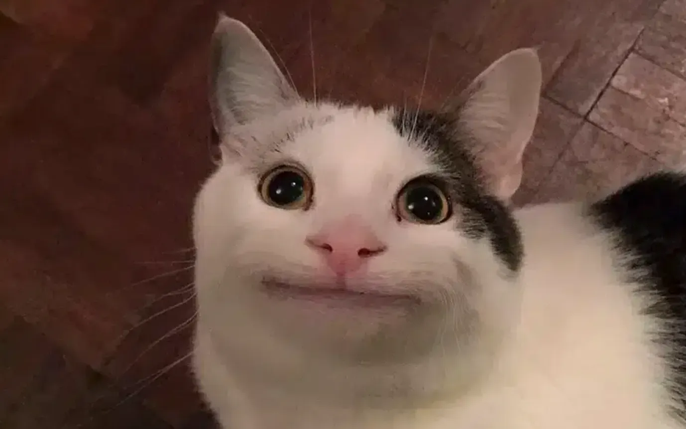 A cat with a shocked face