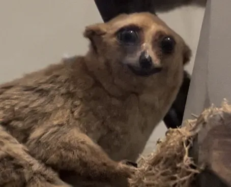 A lemur having a mental breakdown