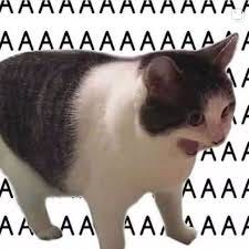 Un gato gritando