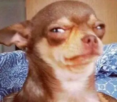 A chihuahua with a suspicious look