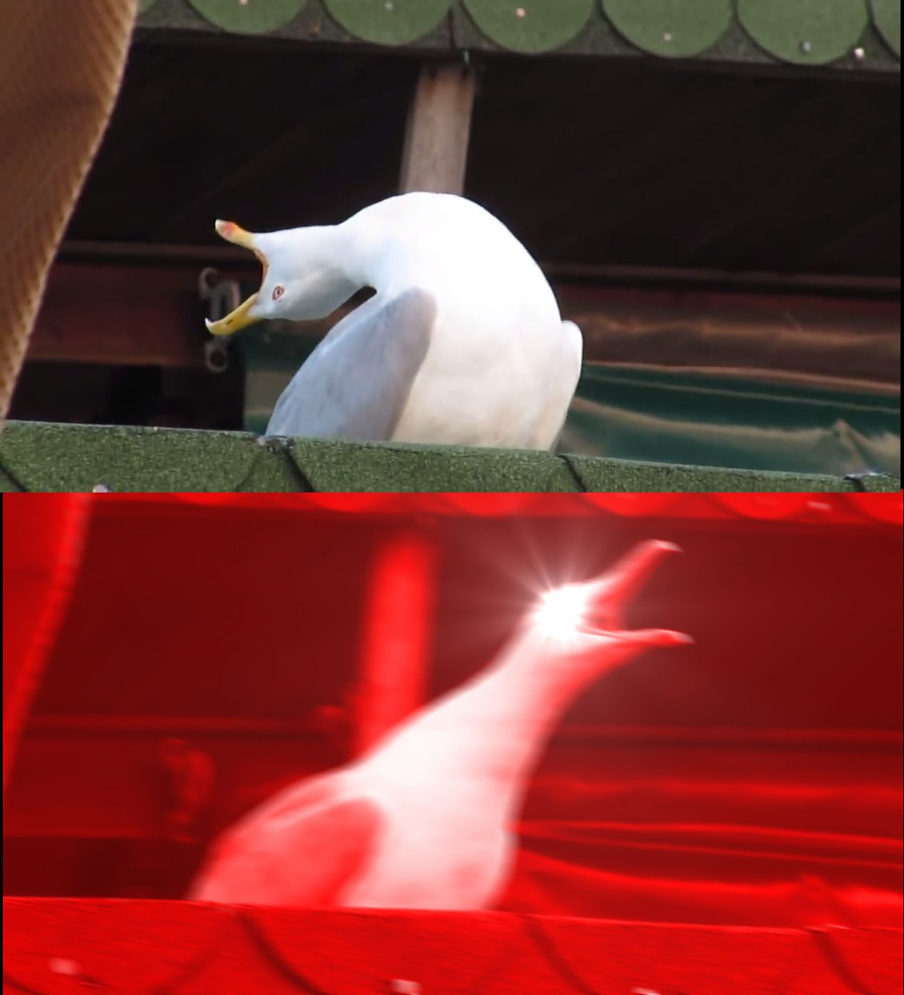 Screaming seagull meme