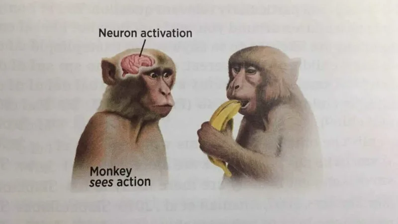 Neuron activation meme
