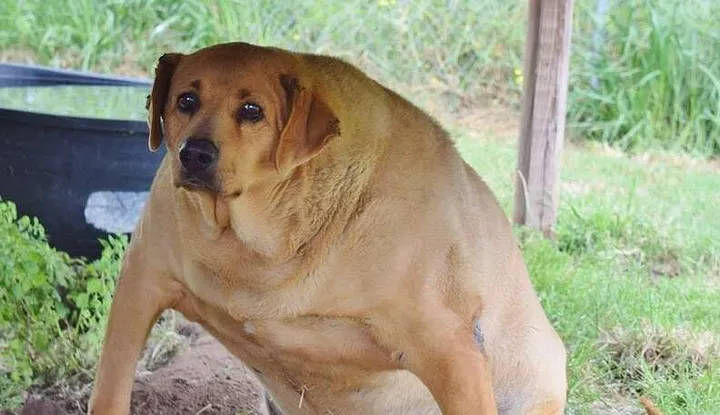 Un perro robusto mirando a la cámara con una cara triste