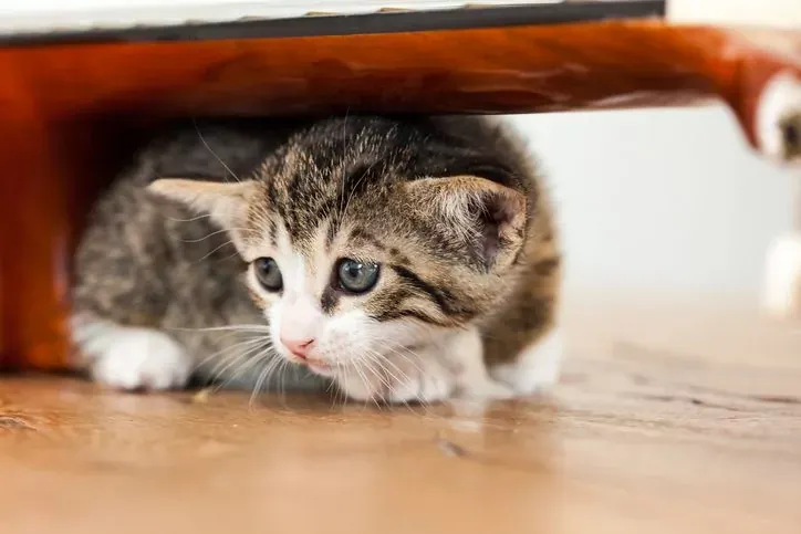 A scared cat under a table