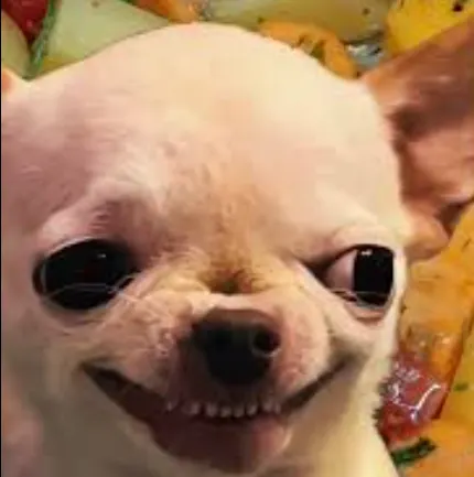 Angry chihuahua meme