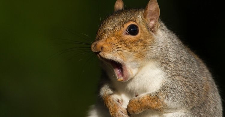 Nuts what