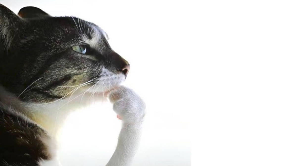A thinking cat
